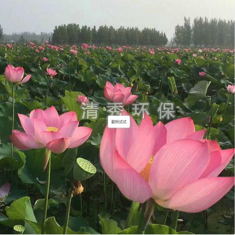 荷花苗種植各方面的要求有哪些？